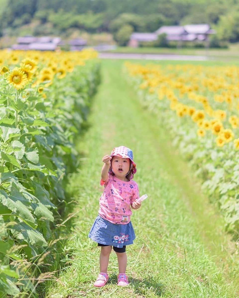 タビスルキッズのインスタグラム：「こんばんは😊 現在、「初夏」を楽しんでいるお写真・動画を募集中です✨ 本日の #タビスルキッズ はこちら💕 📷@taketyaさん 🚩香川県・仲多度郡「ひまわりの里 まんのう」 🎙ご本人コメント 「詩保の夏3rd」 今日も詩保とドライブ♪ 帆山ひまわり団地にて 「パパひまわり大好きだからゆっくり見たいんよ」 って言ったら 「詩保もひまわり大好き」 詩保もひまわり大好き...超嬉しいじゃないですか😭✨ 来年も連れていきます✨✨✨ パパは上機嫌だったので帰りは遊具でいっぱい遊ばせました✨ 詩保も今日は上機嫌でしたとさ😊✨ 今日はアンパンマンのラムネ（笑） 「これアンパンマンのラムネ♪」 って言ってるところをﾊﾟｼｬﾘ! Σpω･´)📷✨ ﻿﻿﻿﻿﻿＊＊＊＊＊＊ 親子で好きなお花が同じって嬉しいですね🌻 素敵なお写真ありがとうございます💕」