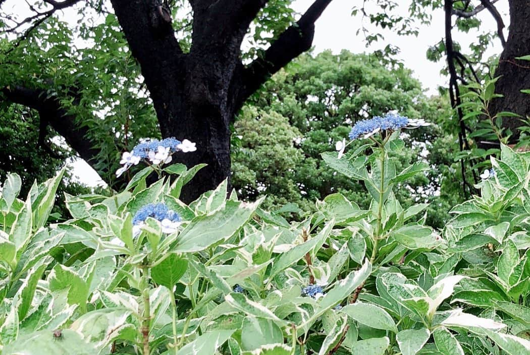 上田真実さんのインスタグラム写真 - (上田真実Instagram)「* * * * 一輪の薔薇🌹·˖✶ * * * * #三上スピカ #SPIKA #横浜 #港の見える丘公園 #港の見える丘公園近く #イギリス館 #港の見える丘公園ローズガーデン #バラ園 #紫陽花 #ガーデンべア #アフロ #アフロのクマ #港町 #神奈川観光 #横浜観光 #撮影会 #黒髪 #ロングヘア #清楚 #透明感 #モデル #ポートレート #ストリートフォト #カメラ好きな人と繋がりたい #写真好きな人と繋がりたい #photo #model #yokohama」7月17日 22時04分 - spk05290