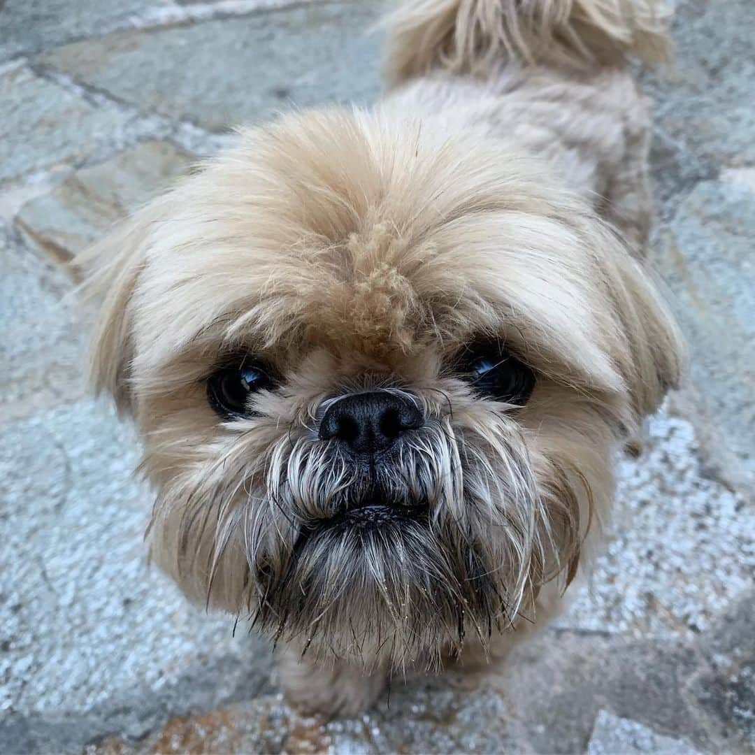 Dougie the Shih Tzuさんのインスタグラム写真 - (Dougie the Shih TzuInstagram)「Button nose.」7月17日 22時13分 - dailydougie