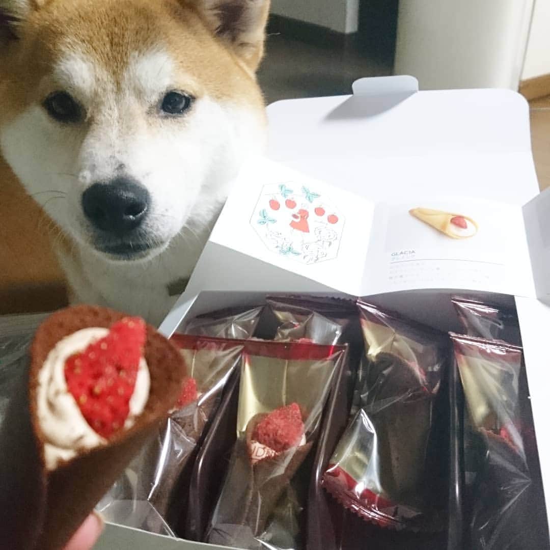 柴犬⭐️サスケのインスタグラム