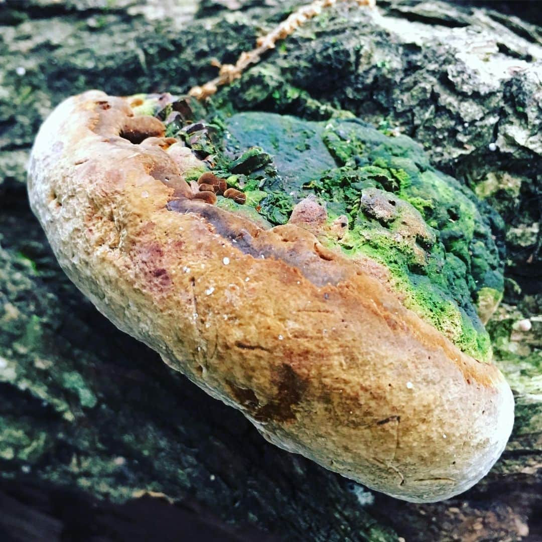 キーファー・ハベルさんのインスタグラム写真 - (キーファー・ハベルInstagram)「I love summer mushroom hunting!!! Check out the number of #chanterelle mushrooms I found yesterday!!」7月17日 22時56分 - chiefkeifofreef