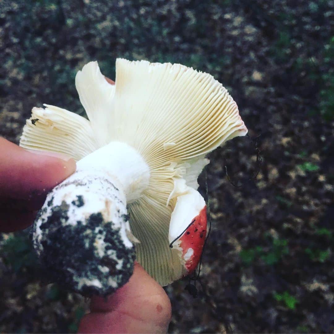 キーファー・ハベルさんのインスタグラム写真 - (キーファー・ハベルInstagram)「I love summer mushroom hunting!!! Check out the number of #chanterelle mushrooms I found yesterday!!」7月17日 22時56分 - chiefkeifofreef