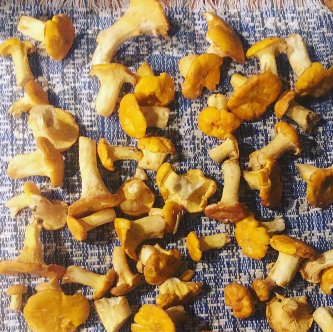 キーファー・ハベルのインスタグラム：「I love summer mushroom hunting!!! Check out the number of #chanterelle mushrooms I found yesterday!!」