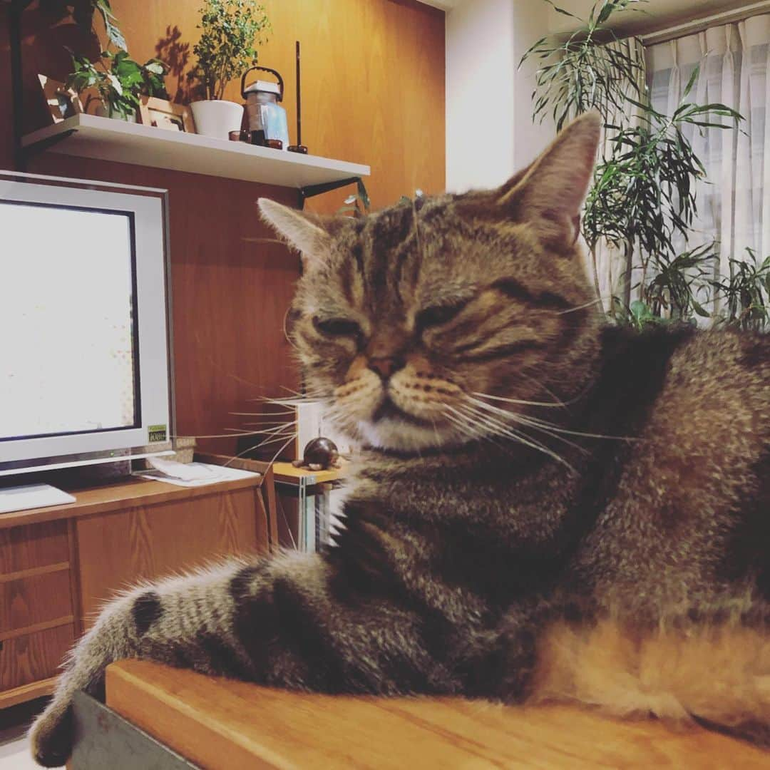 chai0219さんのインスタグラム写真 - (chai0219Instagram)「どういうつもりなんやろ…  #americanshorthair #kitty #kitten #cat #cats #catstagram #neco #アメショ #アメショー #アメリカンショートヘア #ねこ #猫 #ネコ #にゃんこ #ニャンコ #ねこ部 #猫もふ #ねこのきもち  #ねこのいる生活 #ねこのいる暮らし」7月17日 23時04分 - chai0219