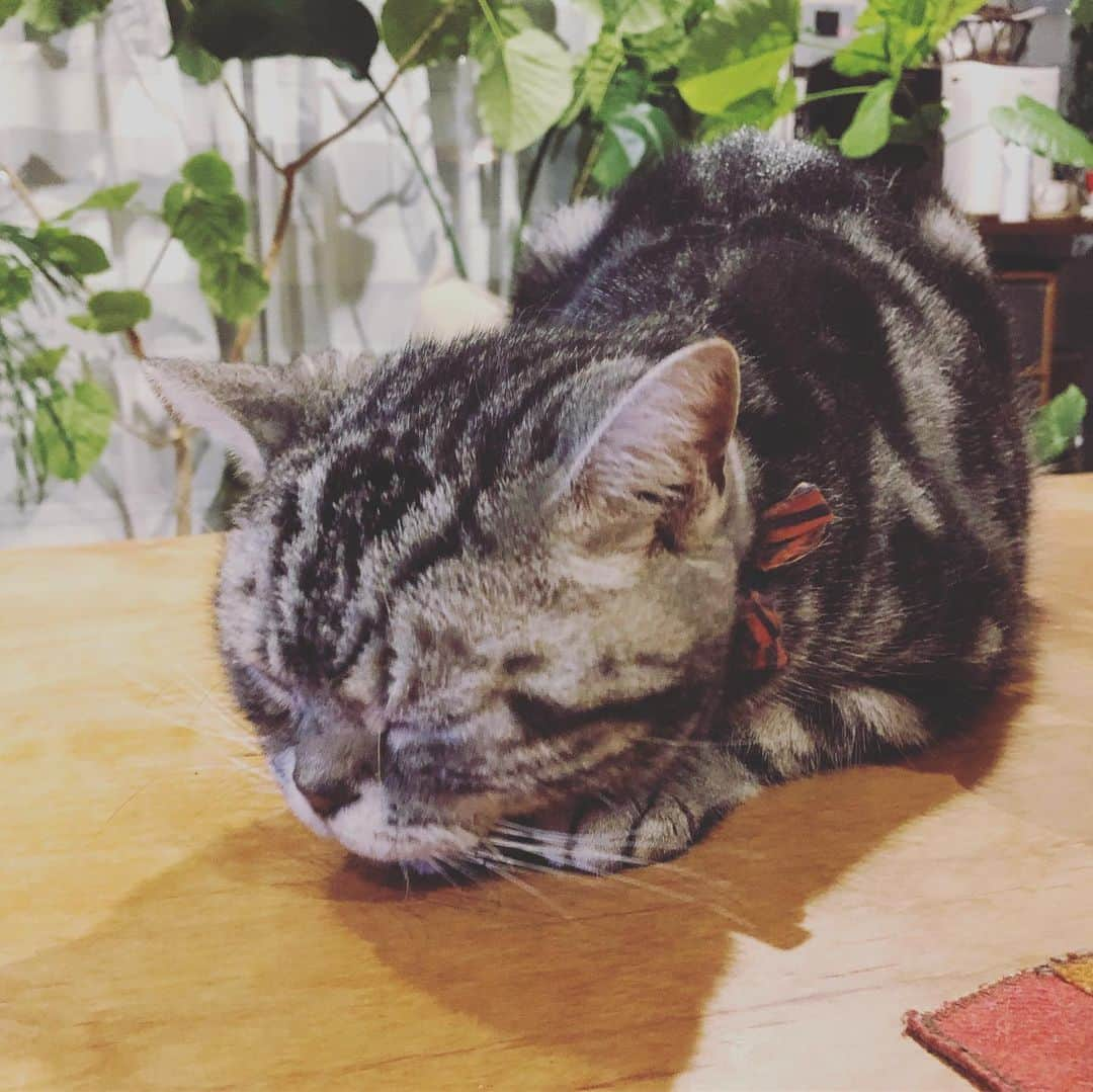 chai0219さんのインスタグラム写真 - (chai0219Instagram)「どういうつもりなんやろ…  #americanshorthair #kitty #kitten #cat #cats #catstagram #neco #アメショ #アメショー #アメリカンショートヘア #ねこ #猫 #ネコ #にゃんこ #ニャンコ #ねこ部 #猫もふ #ねこのきもち  #ねこのいる生活 #ねこのいる暮らし」7月17日 23時04分 - chai0219