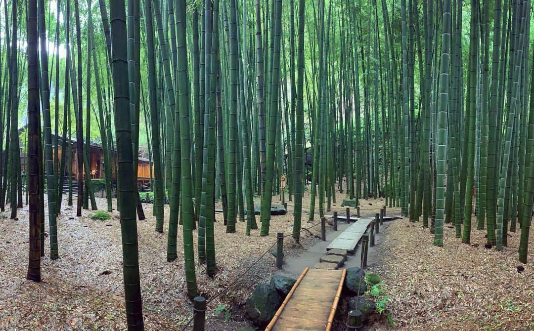 奥山レイカのインスタグラム：「よき。 #鎌倉 #報国寺 #竹林」