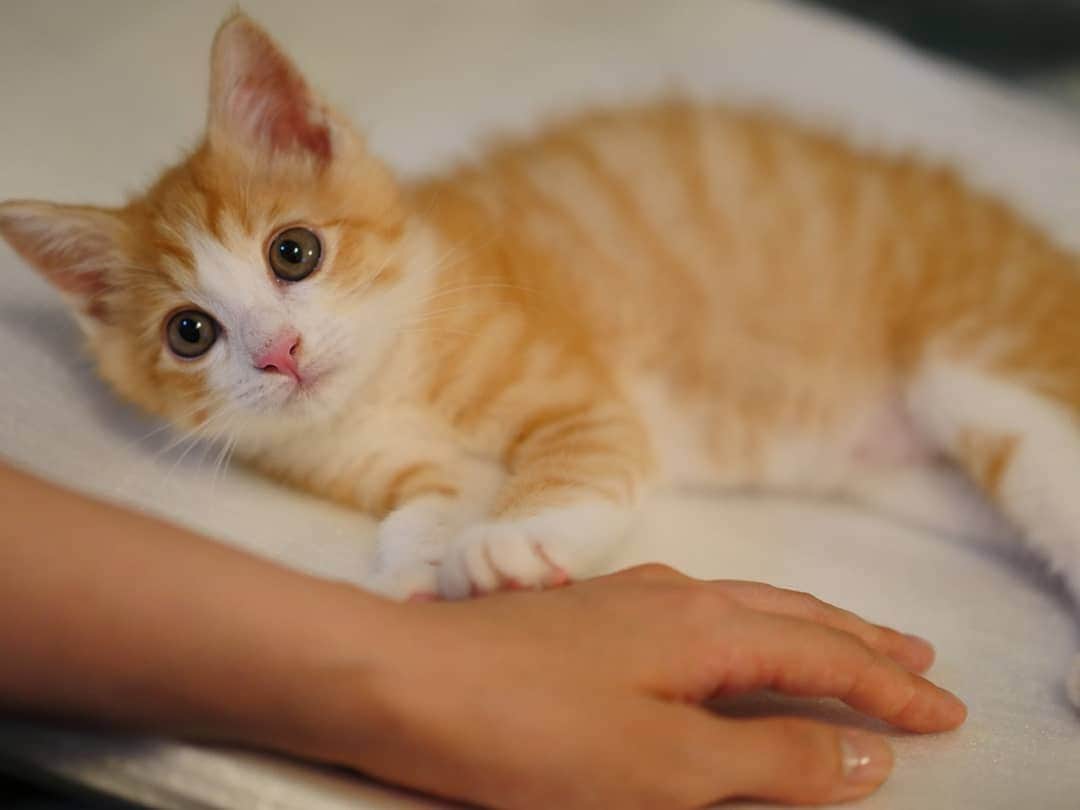 柚月美穂のインスタグラム：「#randompic . . 新しい 家族が 増えました……♡ . . . #茶トラ白  #猫 #ねこ部 #ねこすたぐらむ  #ねこ好き #ネコ  #茶トラ #子猫 #2ヶ月  #里親カフェ  #cat #instacat #catstagram #ilovemycat #instagramcats #meow #pet #petstagram #cutepets #instacat」