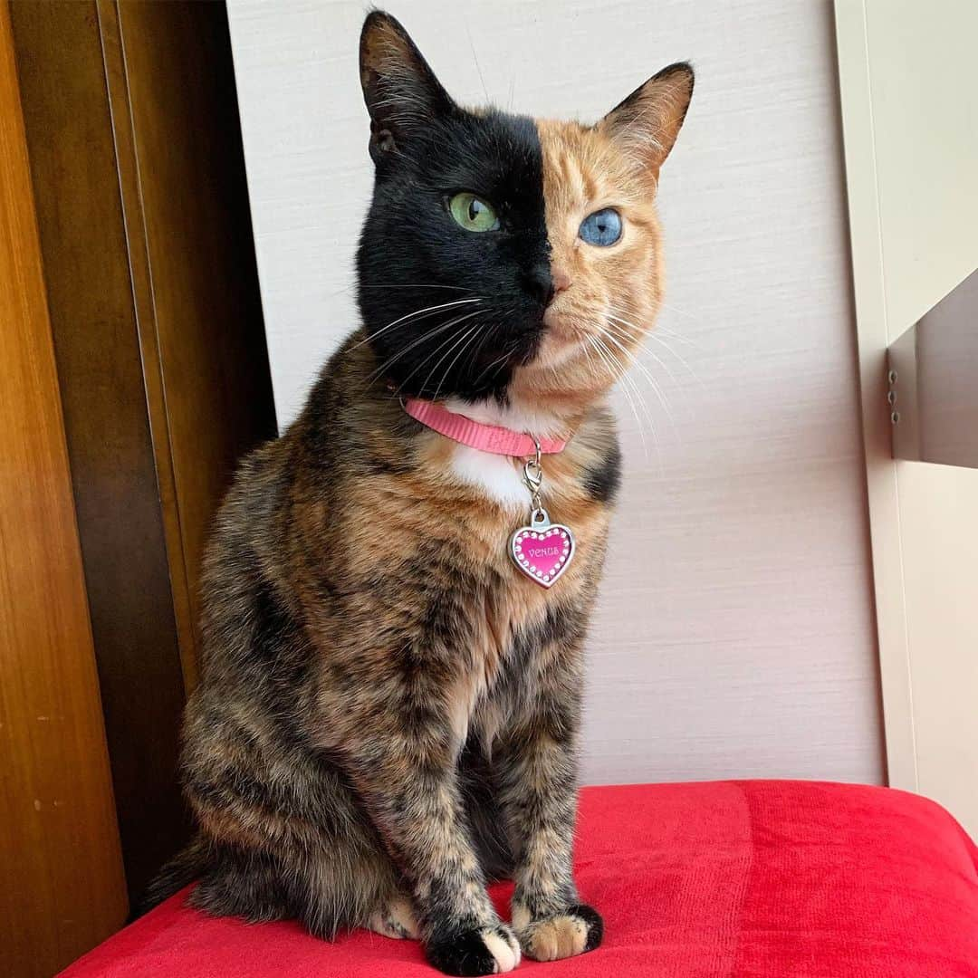 Venus Cat さんのインスタグラム写真 - (Venus Cat Instagram)「When was the last time you woke up, looked in the mirror and smiled? 😁😁 Hope it was this morning because you are the only YOU ok this whole big world. 😺 The odds of one being born are about 1 in 400 trillion yet, you are here! That makes you your own miracle & that is something very special! ❤️」7月17日 23時57分 - venustwofacecat