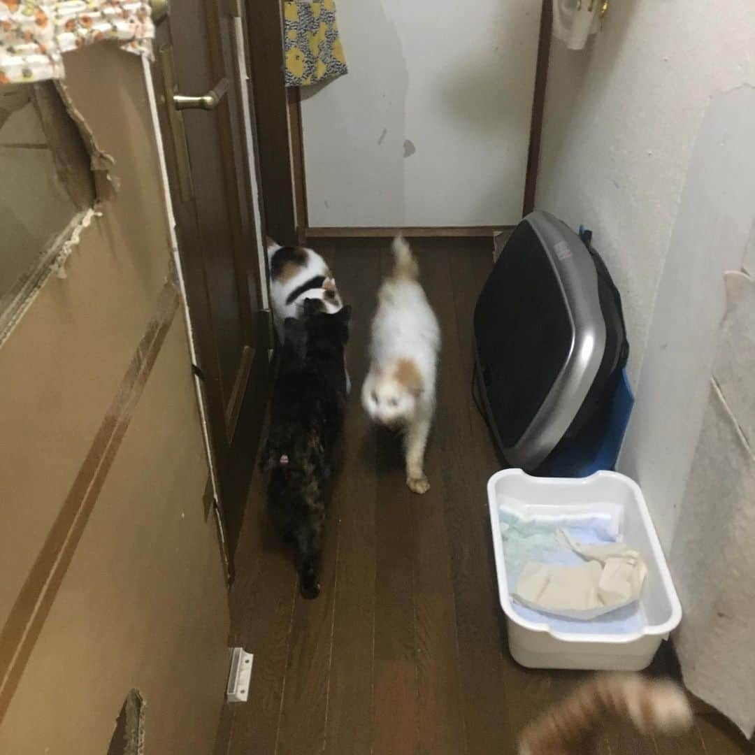 Kachimo Yoshimatsuさんのインスタグラム写真 - (Kachimo YoshimatsuInstagram)「ちょっとドアを解放してみた。 #uchinonekora #hijiki #okaki #oinari #neko #cat #catstagram #kachimo #猫 #ねこ #うちの猫ら http://kachimo.exblog.jp」7月17日 23時58分 - kachimo