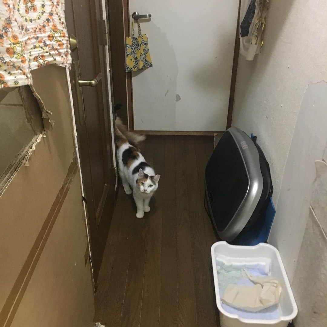 Kachimo Yoshimatsuさんのインスタグラム写真 - (Kachimo YoshimatsuInstagram)「ちょっとドアを解放してみた。 #uchinonekora #hijiki #okaki #oinari #neko #cat #catstagram #kachimo #猫 #ねこ #うちの猫ら http://kachimo.exblog.jp」7月17日 23時58分 - kachimo