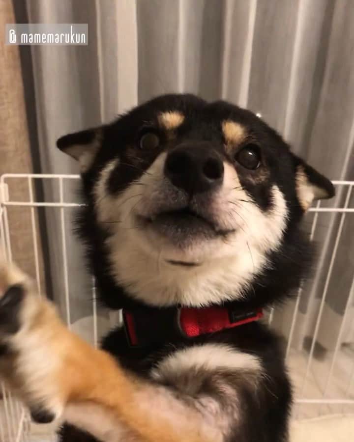 まめ丸のインスタグラム：「* * 【 #今日のおでむかえシリーズ 】 はやくナデナデしてー🐶💓 * Welcome home🐶💓 I was waiting for you to come back home❣️ * #このあといっぱいナデナデしてあそんでもらったよ🐶 #飛行機耳 ✈︎ #まめ丸ヒコーキ * #柴犬#豆柴#柴#黒柴#犬#ふわもこ部#shiba#shibainu#shibastagram#shibadog#puppy#instadog#dogstagram#dog#instashiba#petstagram#pet#cutepetclub#강아지#멍스타그램#doglover#ilovemydog#weeklyfluff」