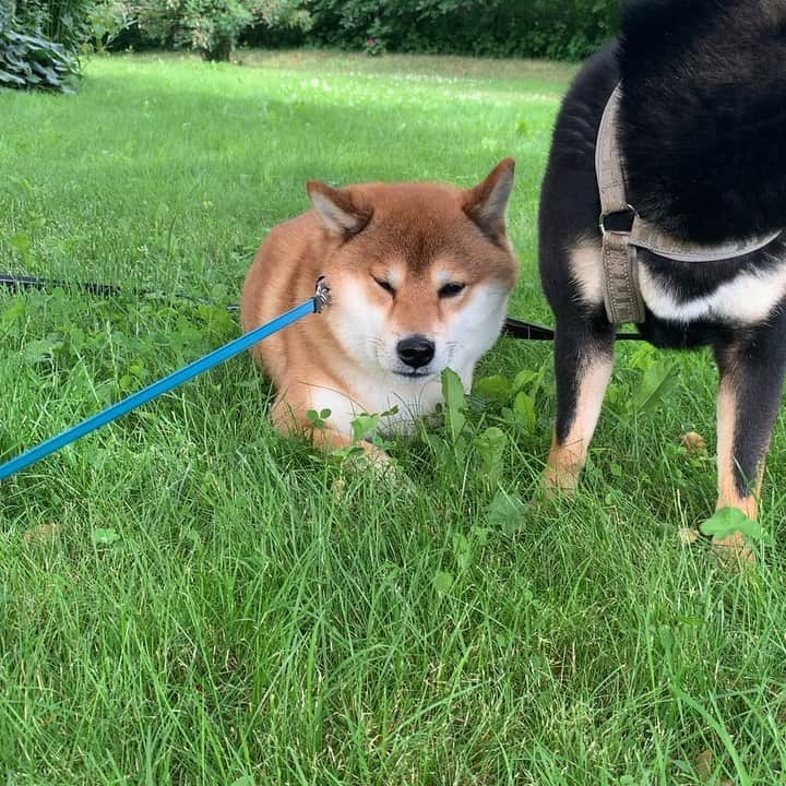 ?Fricko the Shiba Inu?のインスタグラム：「I won’t move 🐾 🐾 🐾 #FrickoandKeaton #🐶 #☀️ #shiba #shibainu #dog #柴犬 #赤柴 #黒柴  #adorable #shibalovers #shibaholics  #dogoftheday  #weeklyfluff #aww #dogstagram  #dogscorner #puppiesofinstagram #shibapuppy」