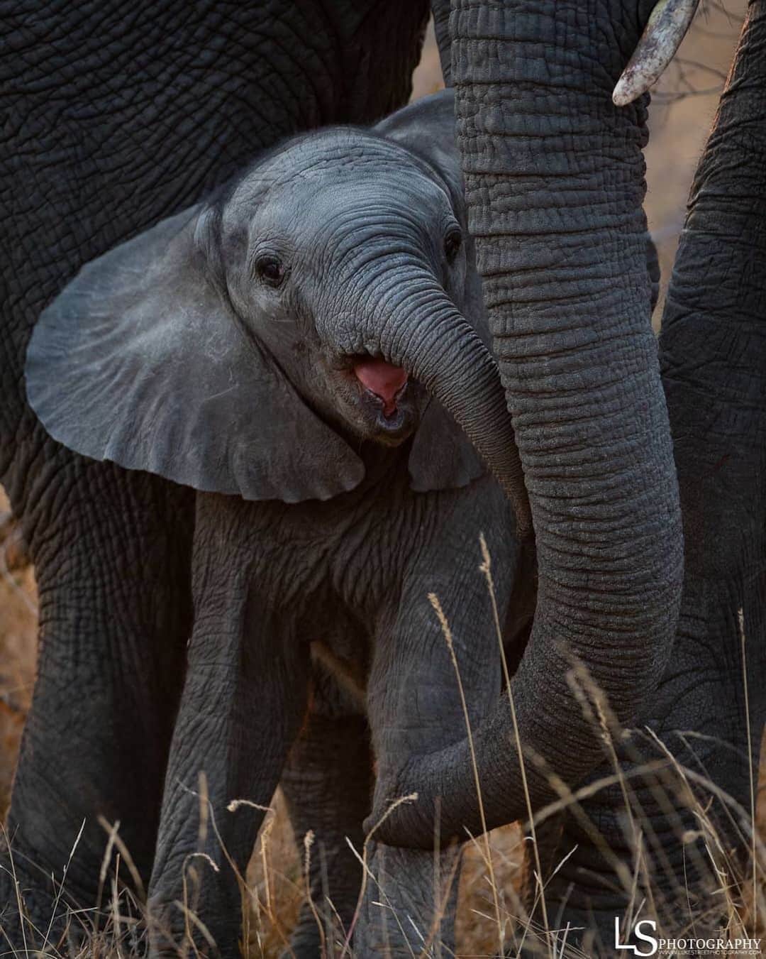 Earth Picsさんのインスタグラム写真 - (Earth PicsInstagram)「Baby elephant 🐘 hanging out with his mother by @lukestreetphotography」7月18日 0時17分 - earthpix