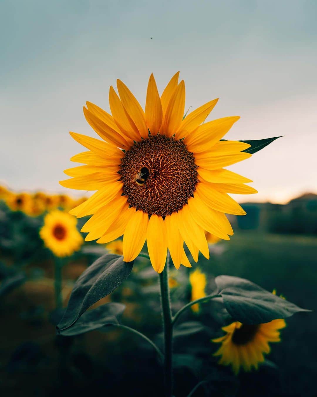 Simone Bramanteさんのインスタグラム写真 - (Simone BramanteInstagram)「{ Never Hesitate } • Don't cover your eyes - how we like to think sunflowers do - the future awaits you my boy. (just watch out for the busy hornets around here :) Here playing in collaboration w/ @oneplus #OnePlusGoExplore #ShotonOnePlus #NeverHesitate」7月18日 0時28分 - brahmino