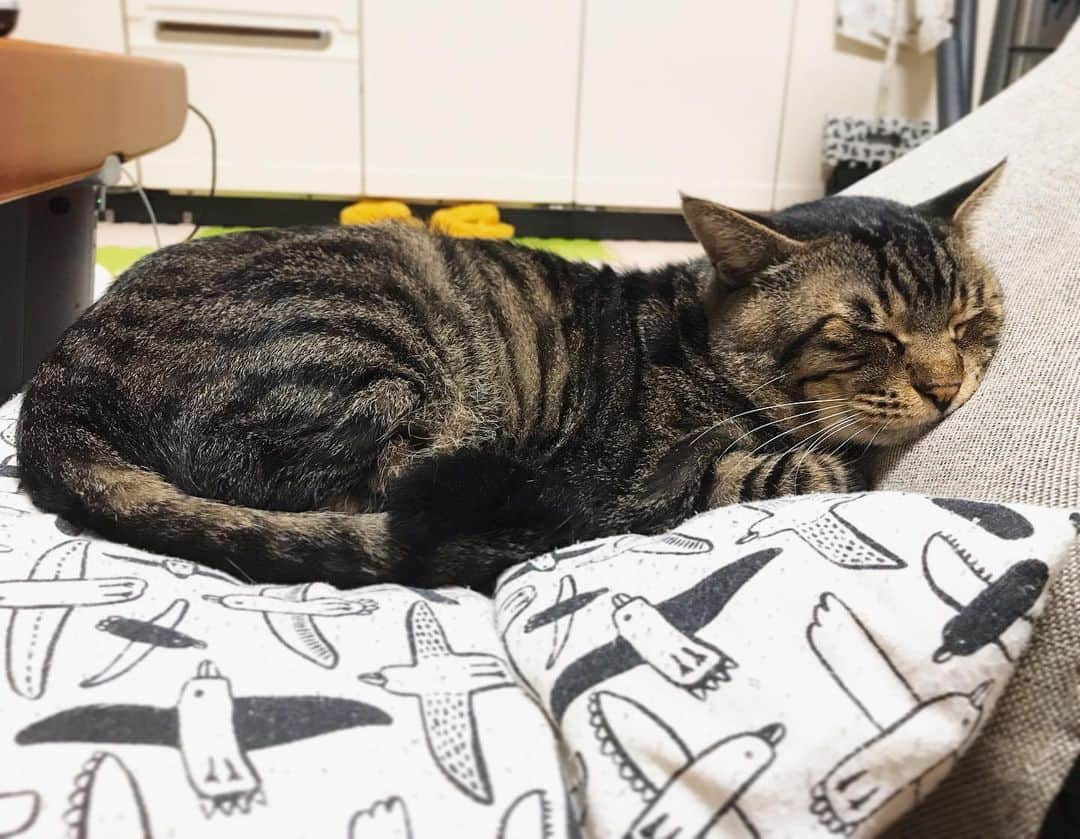 Musashiさんのインスタグラム写真 - (MusashiInstagram)「夜ムサシ。座椅子でおやすみ。Good night... #musashi #mck #cat #キジトラ #ムサシさん #ねこすたぐらむ #musashi_the_cat」7月18日 0時30分 - _daisy