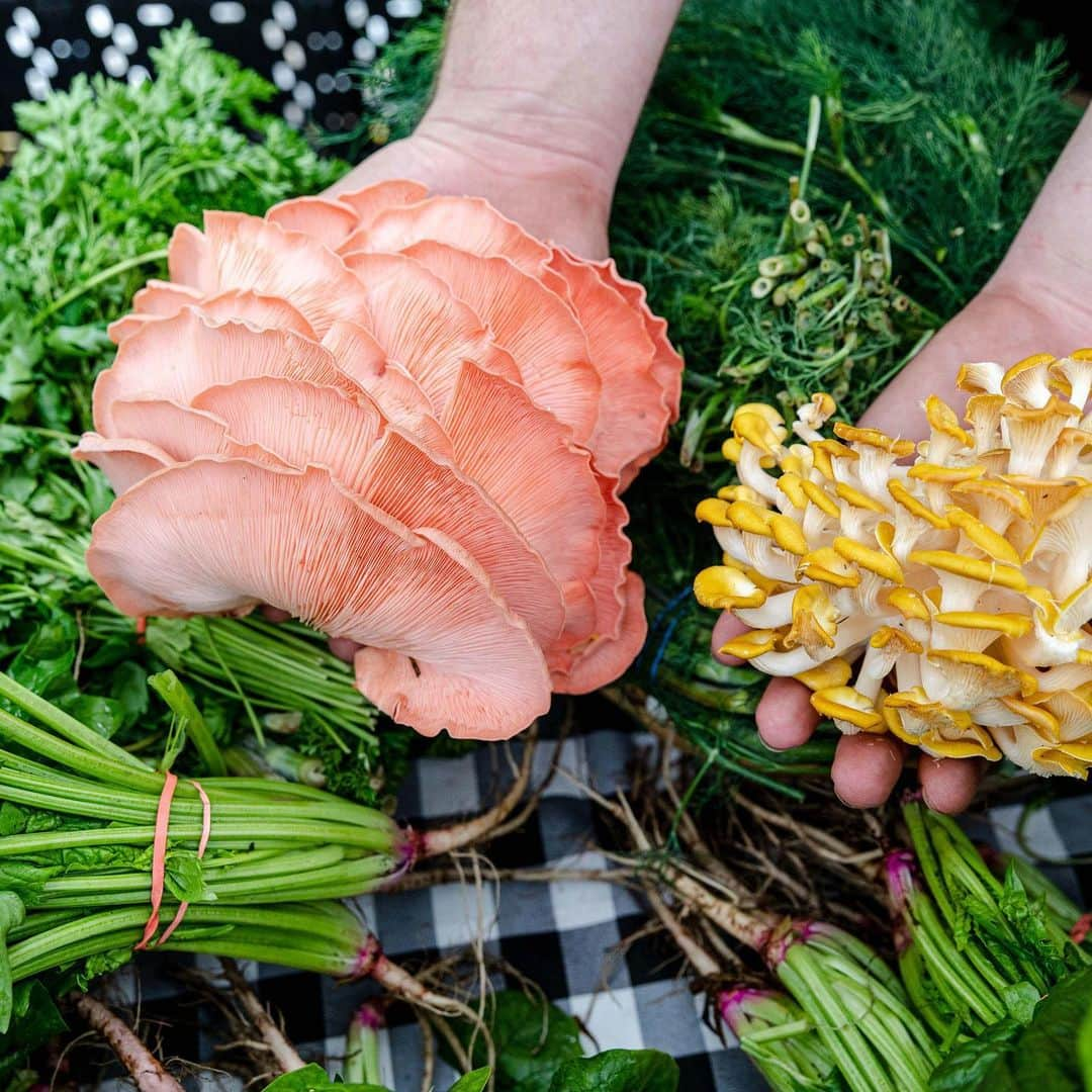 ニューヨーク植物園さんのインスタグラム写真 - (ニューヨーク植物園Instagram)「Our weekly Farmers Market on Wellness Wednesdays is a great way to find both common household staples and fresh, unique produce—like these oyster #mushrooms—that you generally won't find at your local supermarket. Not to mention fresh-baked breads, hot prepared foods, and plenty of circulating vendors offering ice cream, flower bouquets, and more.」7月18日 0時31分 - nybg