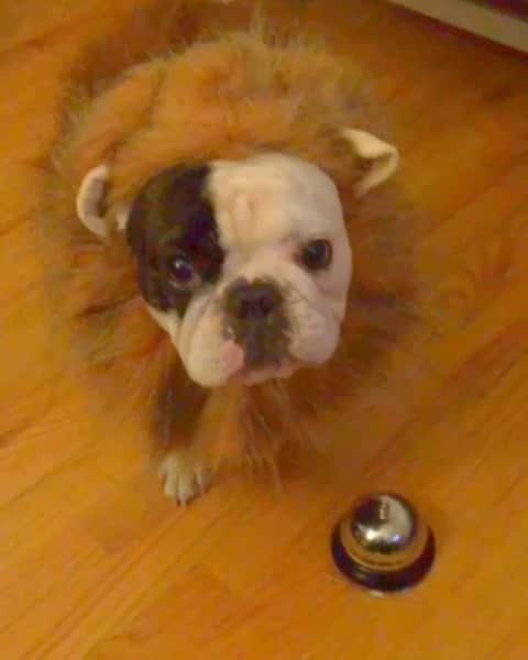 Manny The Frenchieのインスタグラム：「DO NOT TRY THIS AT HOME: Taming a wild lion is very dangerous. #wbw #waybackwednesday」