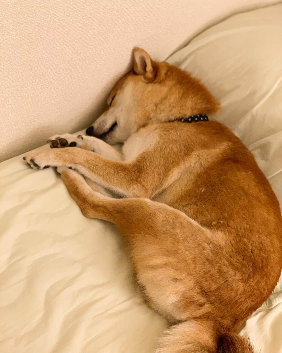 大山加奈さんのインスタグラム写真 - (大山加奈Instagram)「. . 明日5時起きなのに 全然眠れる気配なし… . . だから隣で気持ち良さそうに みじんこ寝してるひとでも アップしておきます🤣 . . 明日から3泊4日の出張。 . さみしい… . とてもさみしい… . 😭😭😭 . . I am going to get up 5 am tomorrow morning. But I can't sleep. . So I take a picture of my dog sleeping. .  I am going to stay in Kansai 3days. . I miss a lot. Because I can't see him. . . #だいず #だいず🐕💓 #豆柴 #豆柴部  #柴犬 #しばいぬ  #犬のいる暮らし#🐶 #🐕#いぬすたぐらむ #ワンスタグラム #しばすたぐらむ #mameshiba#shibainu#shibastagram #柴犬好きさんと繋がりたい #柴犬のいる暮らし #柴犬ライフ #みじんこ寝」7月18日 0時48分 - kanaoyama0619