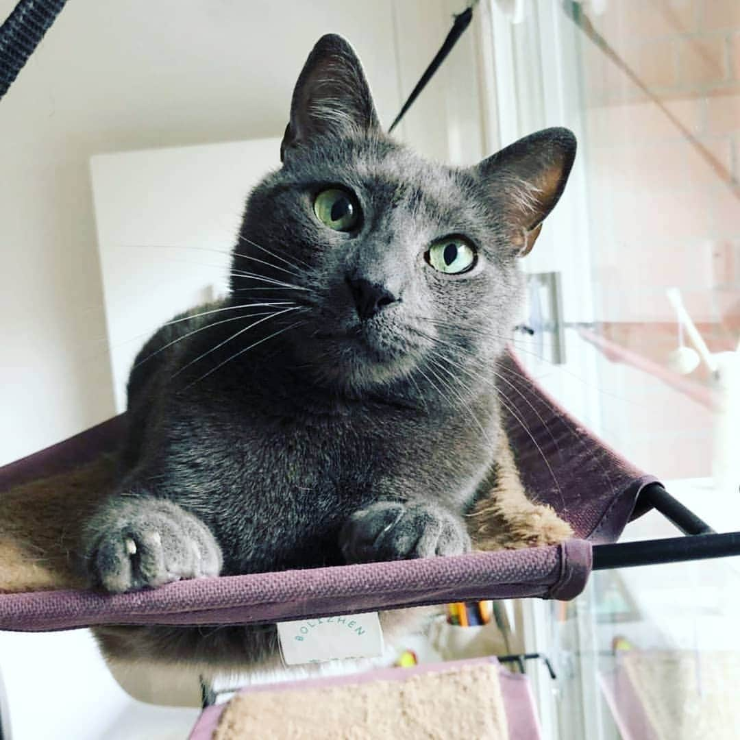 CatStockerさんのインスタグラム写真 - (CatStockerInstagram)「Hello! #catstocker is here!  Follow our FURRriend @attillah_and_django  Scroll right for more 👉 . . . . . . . #cat #neko #mačka #chat #kočka #котка #kot #кіт #mače #кошка #кот #katze #gato #gatto #kissa #kattunge #猫 #고양이 #貓 #kedi #köttur  #子猫 #חתול #кішка #gatinho #котенок #子猫 #gatito #kitten」7月18日 1時12分 - catstocker