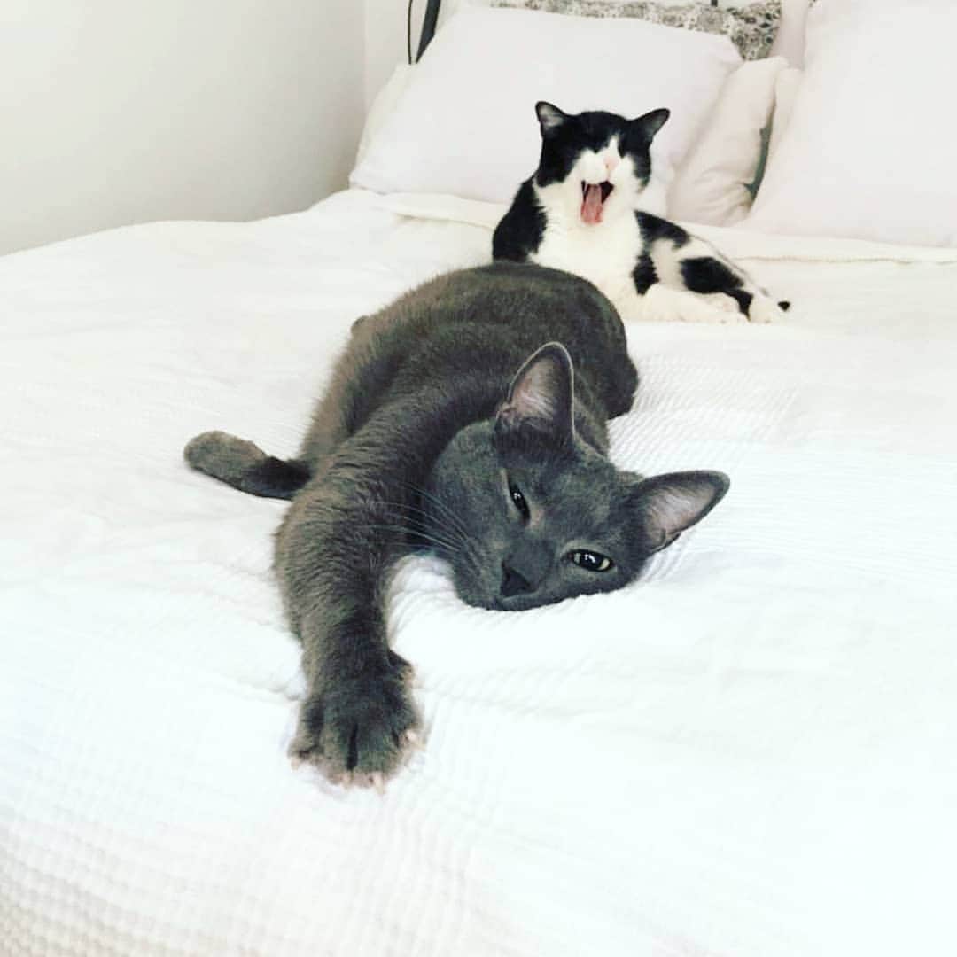 CatStockerのインスタグラム：「Hello! #catstocker is here!  Follow our FURRriend @attillah_and_django  Scroll right for more 👉 . . . . . . . #cat #neko #mačka #chat #kočka #котка #kot #кіт #mače #кошка #кот #katze #gato #gatto #kissa #kattunge #猫 #고양이 #貓 #kedi #köttur  #子猫 #חתול #кішка #gatinho #котенок #子猫 #gatito #kitten」