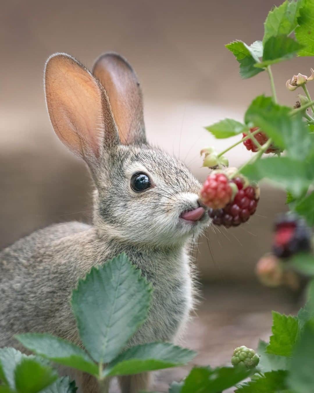 Discoveryさんのインスタグラム写真 - (DiscoveryInstagram)「“I found this furry little guest in my backyard. 🐇He’s taken a liking to our berries and will make his rounds in our garden at dawn and dusk.” 📸+ caption by Max Nichols (@maxnicholsphoto) . . . . #photography #photooftheday #explore #naturephotography #nature #potd #travelIG #wow #natureIG #explore #travelgram #California #bunny #cute #rabbit #garden #gardening」7月18日 1時07分 - discovery