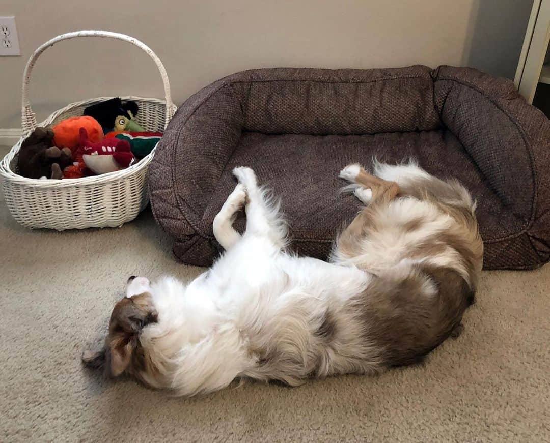 Jazzy Cooper Fostersさんのインスタグラム写真 - (Jazzy Cooper FostersInstagram)「Dog beds are for her mighty tail and their delicate beans. 🐾 (Phoebe came to us with a half tail. We don’t know if she was born this way or something happened to her. But it’s growing on us. 😁 It’s pretty unique.) #NotSponsored #BBPBshow」7月18日 1時31分 - bordernerd