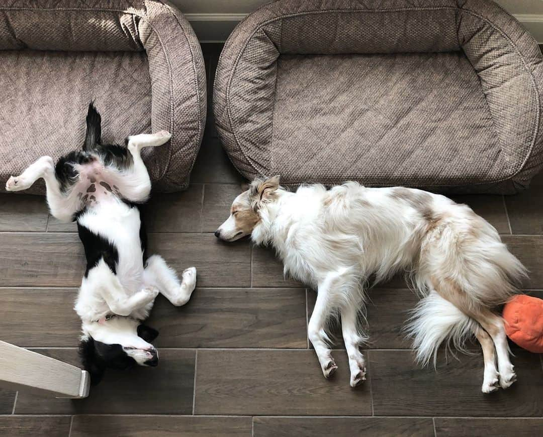 Jazzy Cooper Fostersさんのインスタグラム写真 - (Jazzy Cooper FostersInstagram)「Dog beds are for her mighty tail and their delicate beans. 🐾 (Phoebe came to us with a half tail. We don’t know if she was born this way or something happened to her. But it’s growing on us. 😁 It’s pretty unique.) #NotSponsored #BBPBshow」7月18日 1時31分 - bordernerd