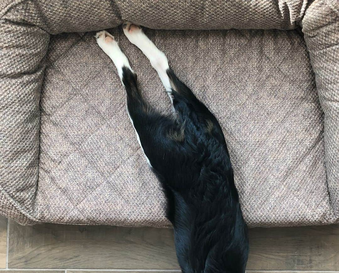 Jazzy Cooper Fostersさんのインスタグラム写真 - (Jazzy Cooper FostersInstagram)「Dog beds are for her mighty tail and their delicate beans. 🐾 (Phoebe came to us with a half tail. We don’t know if she was born this way or something happened to her. But it’s growing on us. 😁 It’s pretty unique.) #NotSponsored #BBPBshow」7月18日 1時31分 - bordernerd