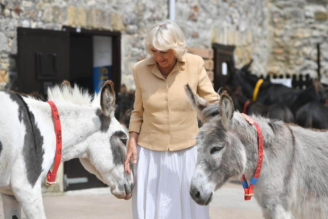 クラレンス邸さんのインスタグラム写真 - (クラレンス邸Instagram)「The Duchess of Cornwall today visited @donkeysanctuarysidmouth to celebrate the 50th anniversary of @donkeysanctuary.  The charity runs 10 sanctuaries around the UK and Europe, giving lifelong care to over 6,000 donkeys and mules.  The visit coincided with Her Royal Highness’s birthday, and as a present The Duchess was invited to name the sanctuary’s new foal! HRH decided on the name Sweetpea, and will receive updates on the little donkey’s progress as she grows up.  Swipe through the album for photos of Sweetpea ⬅️ 📸 PA」7月18日 1時26分 - clarencehouse