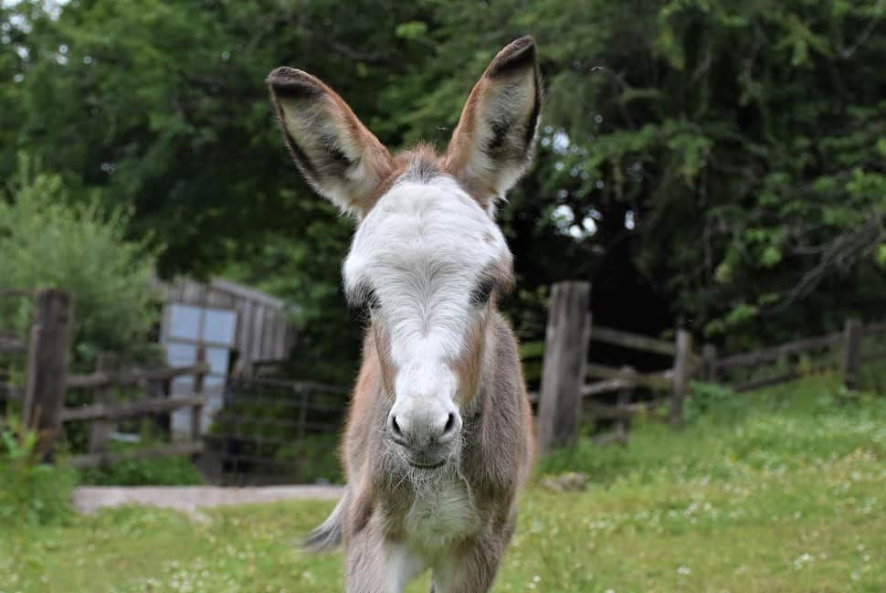 クラレンス邸さんのインスタグラム写真 - (クラレンス邸Instagram)「The Duchess of Cornwall today visited @donkeysanctuarysidmouth to celebrate the 50th anniversary of @donkeysanctuary.  The charity runs 10 sanctuaries around the UK and Europe, giving lifelong care to over 6,000 donkeys and mules.  The visit coincided with Her Royal Highness’s birthday, and as a present The Duchess was invited to name the sanctuary’s new foal! HRH decided on the name Sweetpea, and will receive updates on the little donkey’s progress as she grows up.  Swipe through the album for photos of Sweetpea ⬅️ 📸 PA」7月18日 1時26分 - clarencehouse