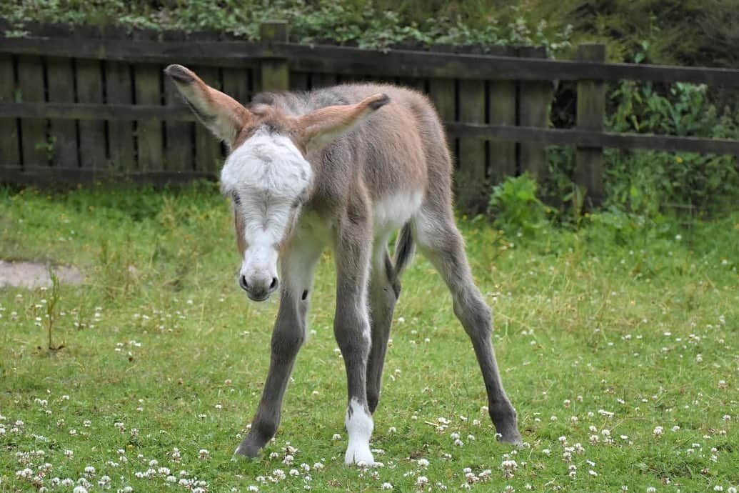 クラレンス邸さんのインスタグラム写真 - (クラレンス邸Instagram)「The Duchess of Cornwall today visited @donkeysanctuarysidmouth to celebrate the 50th anniversary of @donkeysanctuary.  The charity runs 10 sanctuaries around the UK and Europe, giving lifelong care to over 6,000 donkeys and mules.  The visit coincided with Her Royal Highness’s birthday, and as a present The Duchess was invited to name the sanctuary’s new foal! HRH decided on the name Sweetpea, and will receive updates on the little donkey’s progress as she grows up.  Swipe through the album for photos of Sweetpea ⬅️ 📸 PA」7月18日 1時26分 - clarencehouse