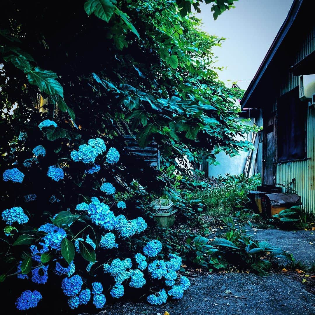 江田由紀浩さんのインスタグラム写真 - (江田由紀浩Instagram)「また紫陽花のある良い風景に出会った！ #紫陽花 #あじさい #アジサイ #散歩」7月18日 1時54分 - eda_yukihiro