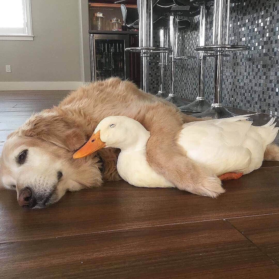 ELLE Magazineさんのインスタグラム写真 - (ELLE MagazineInstagram)「Tag the coworker getting you through this work week #rideordie 🐶 🦆 #Regram @garmentthelabel」7月18日 2時11分 - elleusa