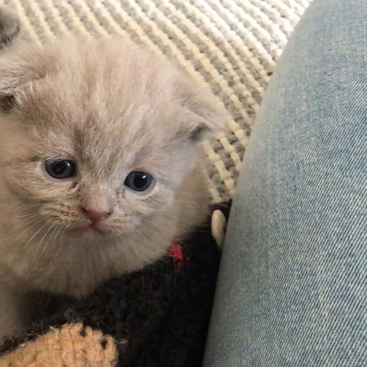 minik_catsのインスタグラム：「Wednesday motivation 🐈🙈😍 🎊🐱 #cutepetclub #vscoturkey #vscocam #vscocat #vsco #cat #cats #catsofinstagram #instacat #instadaily #instamood #instacool #instafollow #instapic #vscoturkey #vscolike #catstagram #catsagram #catsofworld #catslover #catoftheday #igers  #cute #pet #cutepetclub #catsoftheworld #gato_cats #catsloversworldworld #catsloversclub #thedailykitten #meowbox #catloversclub」