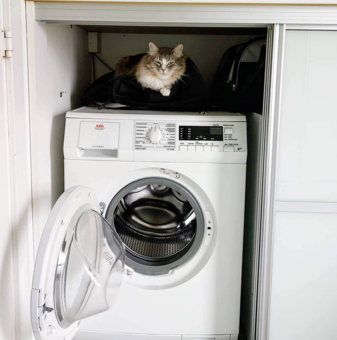 Nila & Miloさんのインスタグラム写真 - (Nila & MiloInstagram)「Oh, you're doing the laundry, human? Looks like a hassle. I personally wash my outfit daily. It's much easier. 😂🌊 #catwisdom #needhelp #laundryday #cats」7月18日 2時22分 - nilamilo