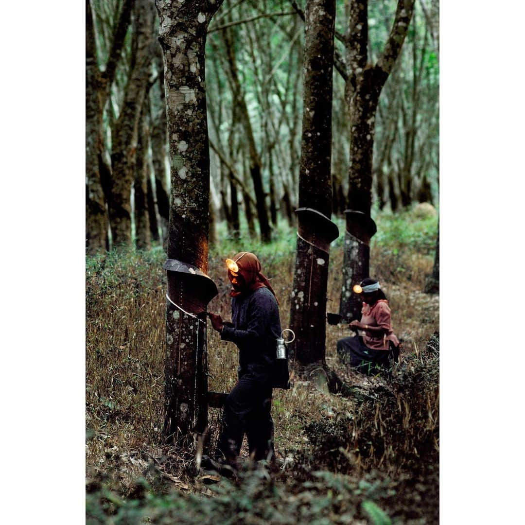 スティーブ・マカリーさんのインスタグラム写真 - (スティーブ・マカリーInstagram)「"Trees, proud standing people stretching fingertips to the sky, reaching, praying glorious attention, breathing light. Strength shelter timeless confidence bending and firm" -  Wallace Stevens 1st image: #Trinidad, #Cuba, 2015. 2nd image: Flooding in #NewOrleans after Hurricane Katrina, #Louisiana, #USA, 2005. 3rd image: Exposed tree roots, #Georgia, #USA, 2013. 4th image: Tapping work on rubber trees, #KualaLumpur, #Malaysia, 1989.」7月18日 2時15分 - stevemccurryofficial