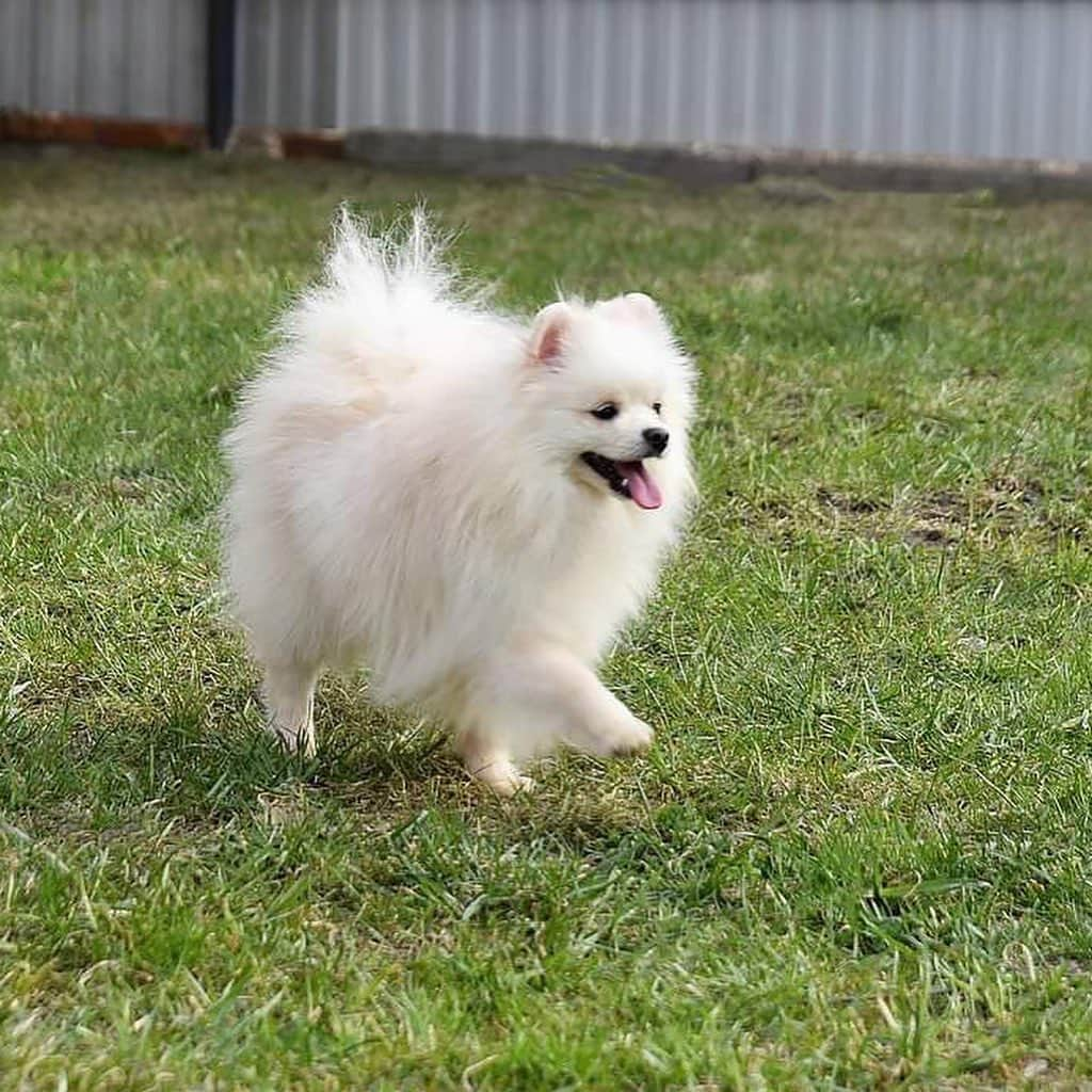 Puppy For Sale.さんのインスタグラム写真 - (Puppy For Sale.Instagram)「Подрощенный Белый мальчик 👦  В прекрасном типе 👍 Отлично относится к детям 😍 #шпиц #шптцы #белыйшпиц #померанскийшпиц #немецкийшпиц #london #чистыепруды #bellathorne #баку @artsimpatiya」7月18日 2時51分 - artsimpatiya