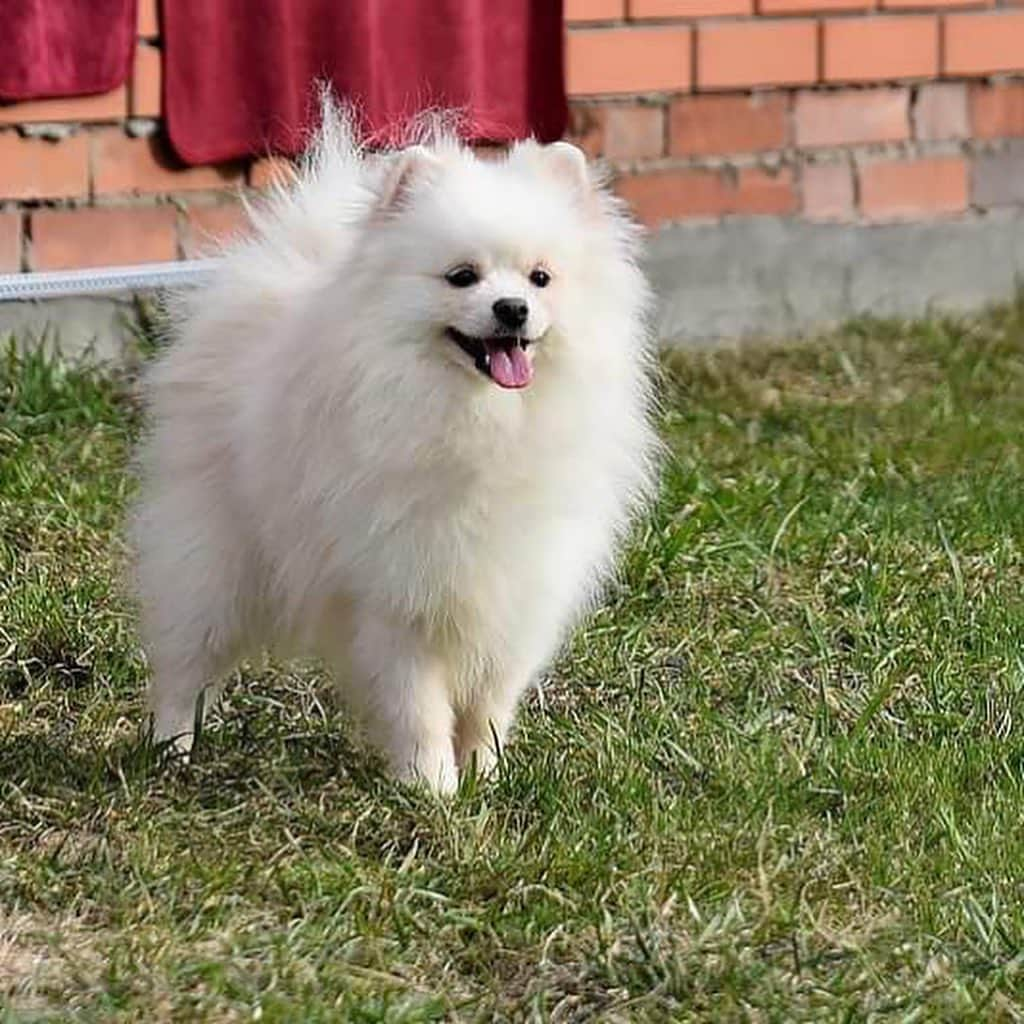 Puppy For Sale.さんのインスタグラム写真 - (Puppy For Sale.Instagram)「Подрощенный Белый мальчик 👦  В прекрасном типе 👍 Отлично относится к детям 😍 #шпиц #шптцы #белыйшпиц #померанскийшпиц #немецкийшпиц #london #чистыепруды #bellathorne #баку @artsimpatiya」7月18日 2時51分 - artsimpatiya