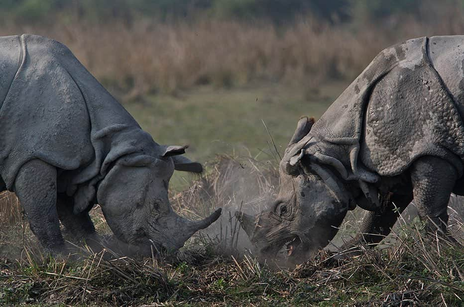 National Geographic Creativeさんのインスタグラム写真 - (National Geographic CreativeInstagram)「Photo by @stevewinterphoto | A pair of one-horned rhinoceroses face off in Kaziranga National Park, India. #India #Rhino #Wildlife」7月18日 2時51分 - natgeointhefield