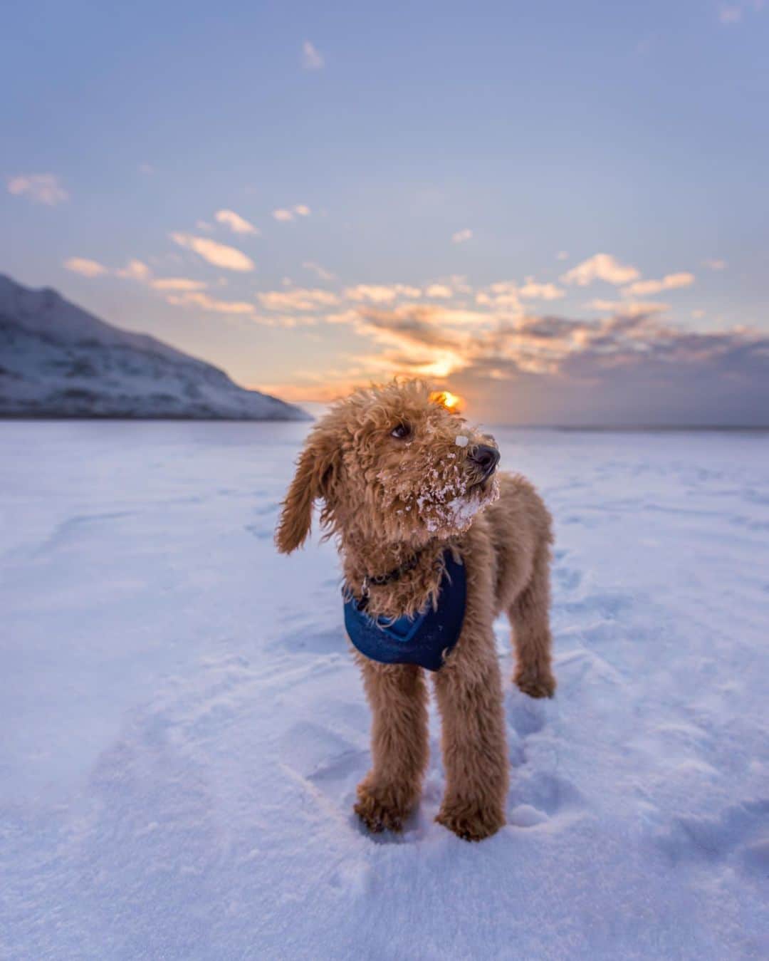 Karan B.のインスタグラム：「I didn’t get to eat any tacos during Taco Tuesday, yesterday. I promise you all I will try and make up for it today. No need to panic.  Oh, and here’s a shot of @aaronbhall’s labradoodle who is a solid 10 on most days but a 4 next to me.」