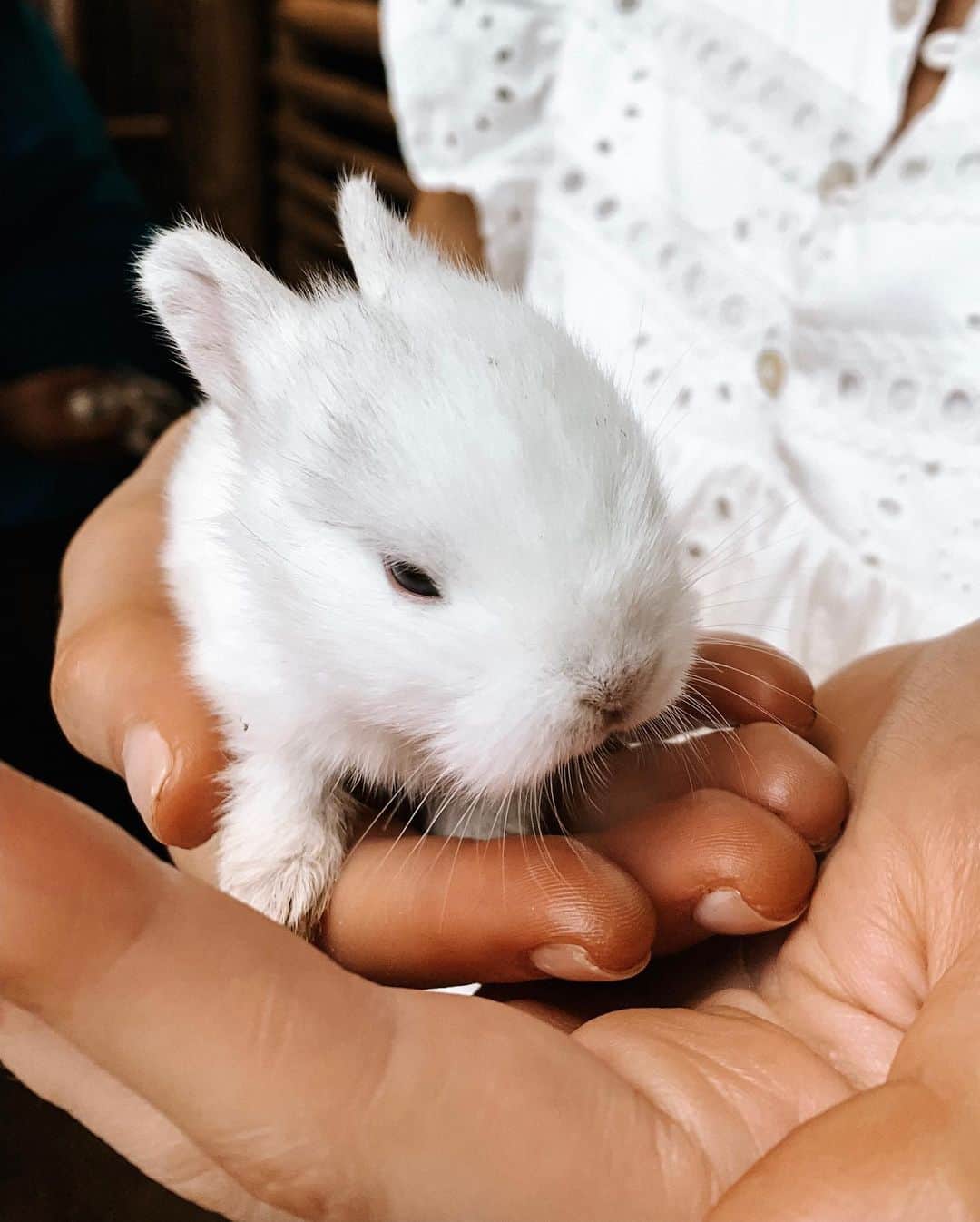 ロッティー・トムリンソンさんのインスタグラム写真 - (ロッティー・トムリンソンInstagram)「bunny love 🐰😍 @revolve」7月18日 2時55分 - lottietomlinson
