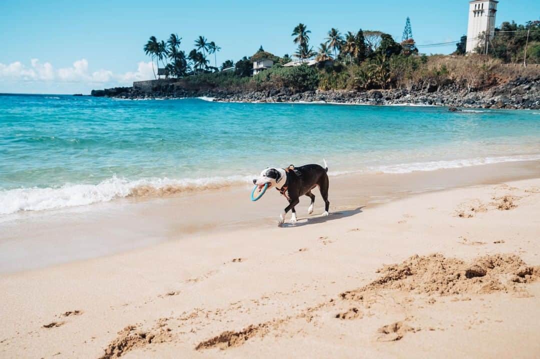ハワイアン航空さんのインスタグラム写真 - (ハワイアン航空Instagram)「Dog days of summer 🐶💚 Where's your favorite place to walk your furry friend? 📍: Waimea Bay, Oʻahu」7月18日 3時00分 - hawaiianairlines