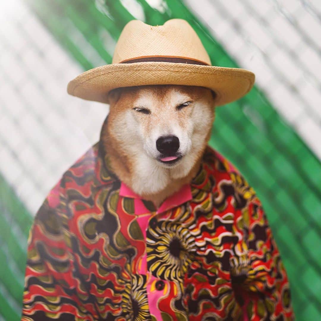 Menswear Dogさんのインスタグラム写真 - (Menswear DogInstagram)「The Heatwave is on ☀️ We’re expecting triple-digit temperatures in NYC this weekend.  Check our stories for tips on how to enjoy the hottest days of Summer safely (and stylishly) 😏 *posts while sipping iced water indoors*」7月18日 3時09分 - mensweardog