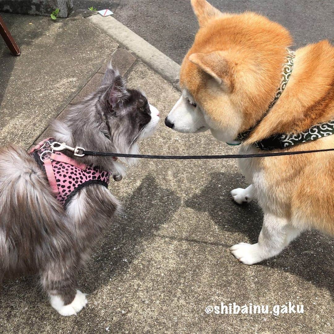 Kazumi-Gakumamaさんのインスタグラム写真 - (Kazumi-GakumamaInstagram)「朝ん歩で久しぶりにメインクーン🐈のノアちゃんに会いました➰🐕 *  ノアちゃんは、メインクーンの女の子🐈♀ 岳と同い歳の6歳です✨ *  メインクーンにしては小ぶりな4.5kgだそうで、ご近所でも散歩する猫として有名です~😺 *  岳は猫と暮らしているので、よその猫にも免疫がありますが、ノアちゃんも全く岳を恐がりません😌 *  ノアちゃんのブレない⁉︎態度に、逆に最後は岳の方がビビり気味でした😅 🐾----*----*----*----🐾 In the morning walk, Gaku met the cat Noah for the first time in a long time😊☺️😌 Noah is a girl of the Maine Coon who is the same age as Gaku🐕🐈💕 It is famous in the neighborhood as a cat to take a walk🐈♫•*¨*•.¸¸♪ 🐾----*----*----*----🐾 #柴犬 #岳 #柴犬岳 #柴犬ガク#gaku #shibainugaku #shiba #shibainu #shibastagram #pecoいぬ部 #ペコいぬ部  #pecotv #いぬすたぐらむ #ふわもこ部 #ワンフルエンサー #朝ん歩 #メインクーン #ノアちゃん #散歩する猫  #201918」7月18日 13時09分 - shibainu.gaku