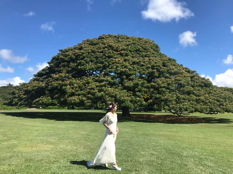 大見謝葉月さんのインスタグラム写真 - (大見謝葉月Instagram)「自然エネルギーもらったぁ🌳 #この木なんの木  #hawaii #wedding」7月18日 13時27分 - h_a_z_k_i
