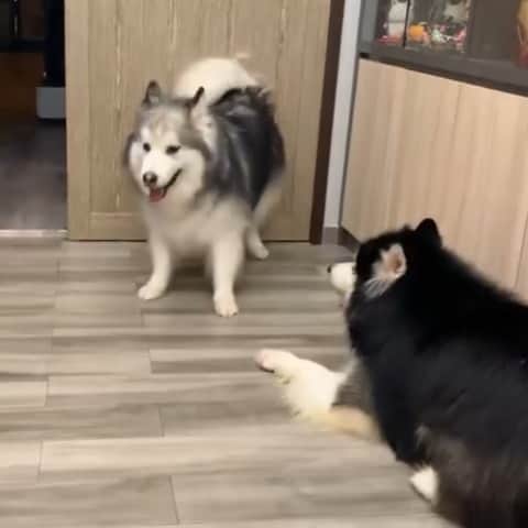 husky and malamuteのインスタグラム：「Hahaha....the best family.💖💖💖 From weibo ：@大锅只是喝醉」