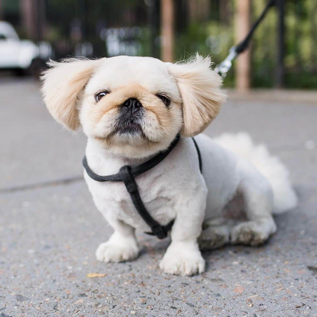 The Dogistさんのインスタグラム写真 - (The DogistInstagram)「Yoshi, Pekingese (5 y/o), 22nd & 10th Ave., New York, NY • “If you rub her for too long she growls.”」7月18日 5時27分 - thedogist