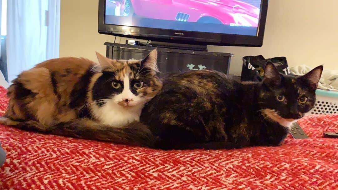 ジョーイ・ブラッグのインスタグラム：「The look I get when I’m still in bed past noon.」