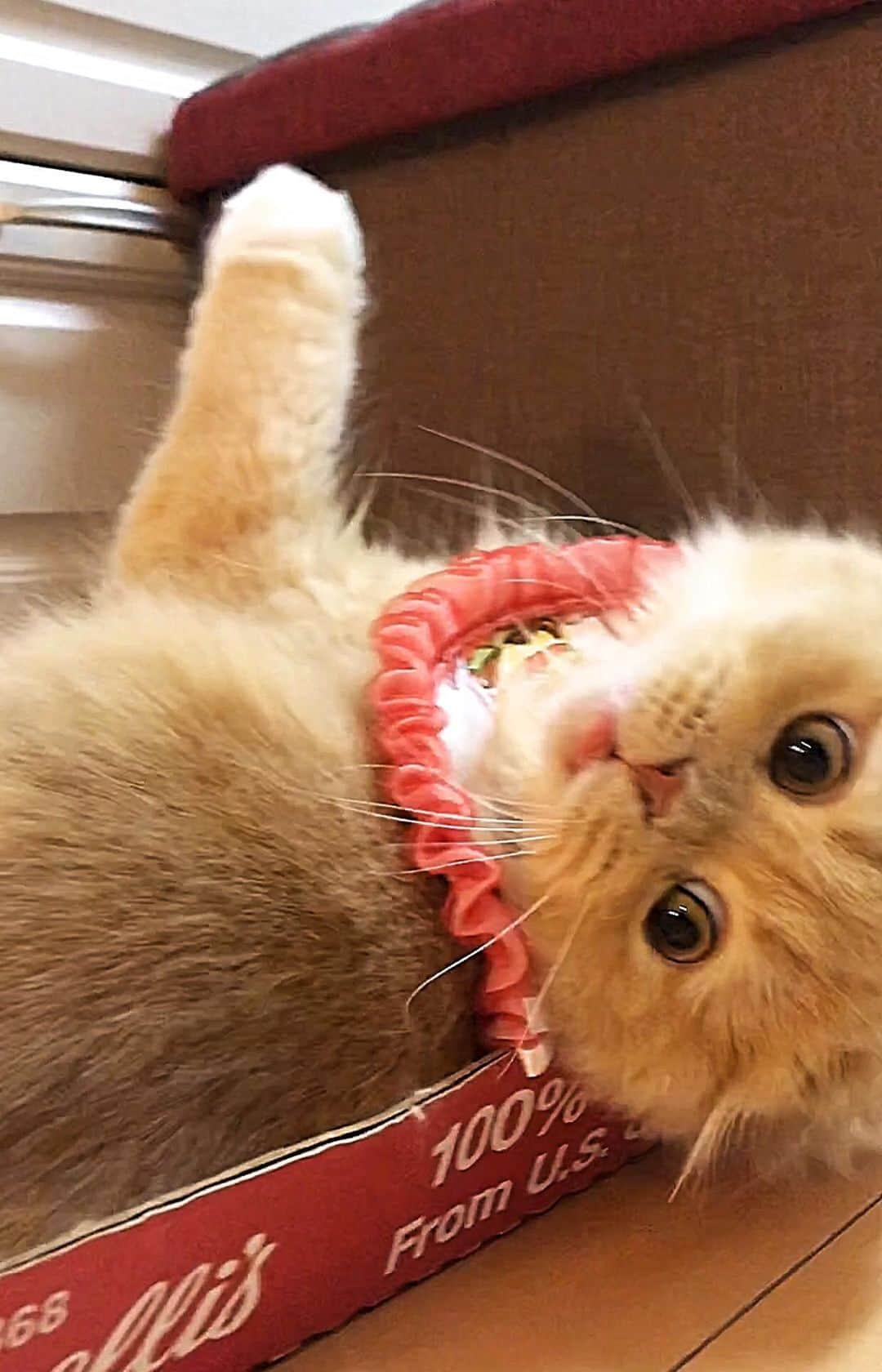 のインスタグラム：「. . 夢中になりすぎて2回もビックリ❣️ 宅配 2回目も注文で出来ず💦 結局ネットカタログ注文に😂 そして カタログもじゃらしも壊滅状態🤣 堪能されました💓 . @cuzco917 リュカさん︎💕︎ じゃらしありがとにゃ . 🌟お知らせにゃの🌟 今日７月１８日（木） 午後７：３０〜午後８：００ NHK【 所さん！大変ですよ】に 前に収録したものがちょこっと出るみたい 今回は『 カワイイあの子に異変シニア猫と どう暮らす？ 』 今後のために必見にゃ📺✨ . #所さん大変ですよ #nhk #猫特集 . #ベルちゃん #すずちゃん ・ NAME : Bell  ベルちゃん Breed : minuet  ミヌエット 🎂 : 2016.5.15  3歳 ・ NAME : Suzu すずちゃん Breed : Scottish fold スコティッシュフォールド 🎂 : 2018.3.21  1歳」