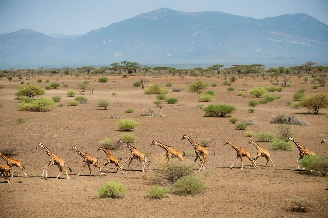 National Geographic Travelさんのインスタグラム写真 - (National Geographic TravelInstagram)「Photo by @amivitale | Reticulated giraffe can run as fast as 35 miles per hour over short distances or 10 miles per hour over longer distances. Here they are shown in northern Kenya's Leparua Community Conservancy as a group from the Giraffe Conservation Foundation, Kenya Wildlife Service, San Diego Zoo Global, and the Northern Rangelands Trust put GPS tags on11 giraffe to better understand their migration patterns. Across Africa, giraffe are undergoing what is being termed a silent extinction. The population decline is thought to be caused by habitat loss and fragmentation and poaching, but with the lack of long-term conservation efforts in the past, it's hard to know exactly. Scientists are undertaking major studies to understand why giraffe are disappearing and what can be done to stop it. Learn more, including how to get involved, by following @giraffe_conservation, @sdzsafaripark and @amivitale. #giraffe #savegiraffe #kenya」7月18日 7時05分 - natgeotravel